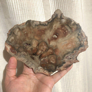 Petrified Wood Rhexoxylon Slice - Zimbabwe-ZimZan Gemstones