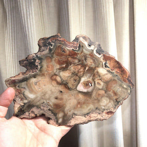 Petrified Wood Rhexoxylon Slice - Zimbabwe-ZimZan Gemstones