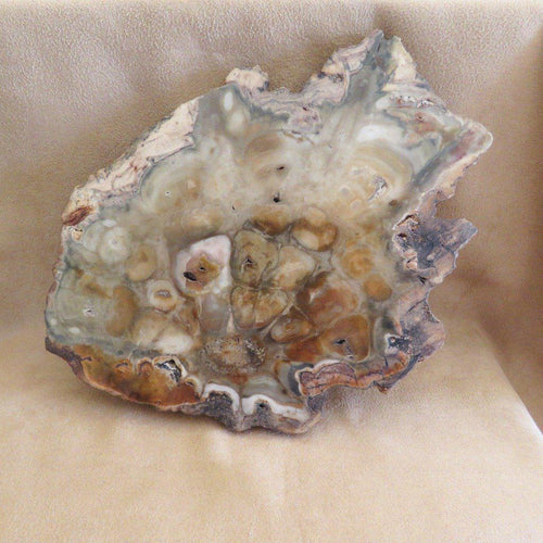 Petrified Wood Rhexoxylon Slice - Zimbabwe-ZimZan Gemstones