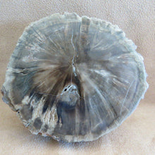 Load image into Gallery viewer, Petrified Wood Slice - Zimbabwe-ZimZan Gemstones