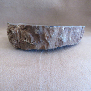 Petrified Wood Slice - Zimbabwe-ZimZan Gemstones