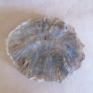 Petrified Wood Slice - Zimbabwe-ZimZan Gemstones