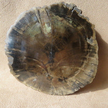 Load image into Gallery viewer, Petrified Wood Slice - Zimbabwe-ZimZan Gemstones