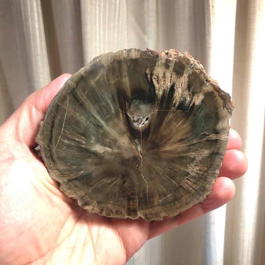 Petrified Wood Slice - Zimbabwe-ZimZan Gemstones