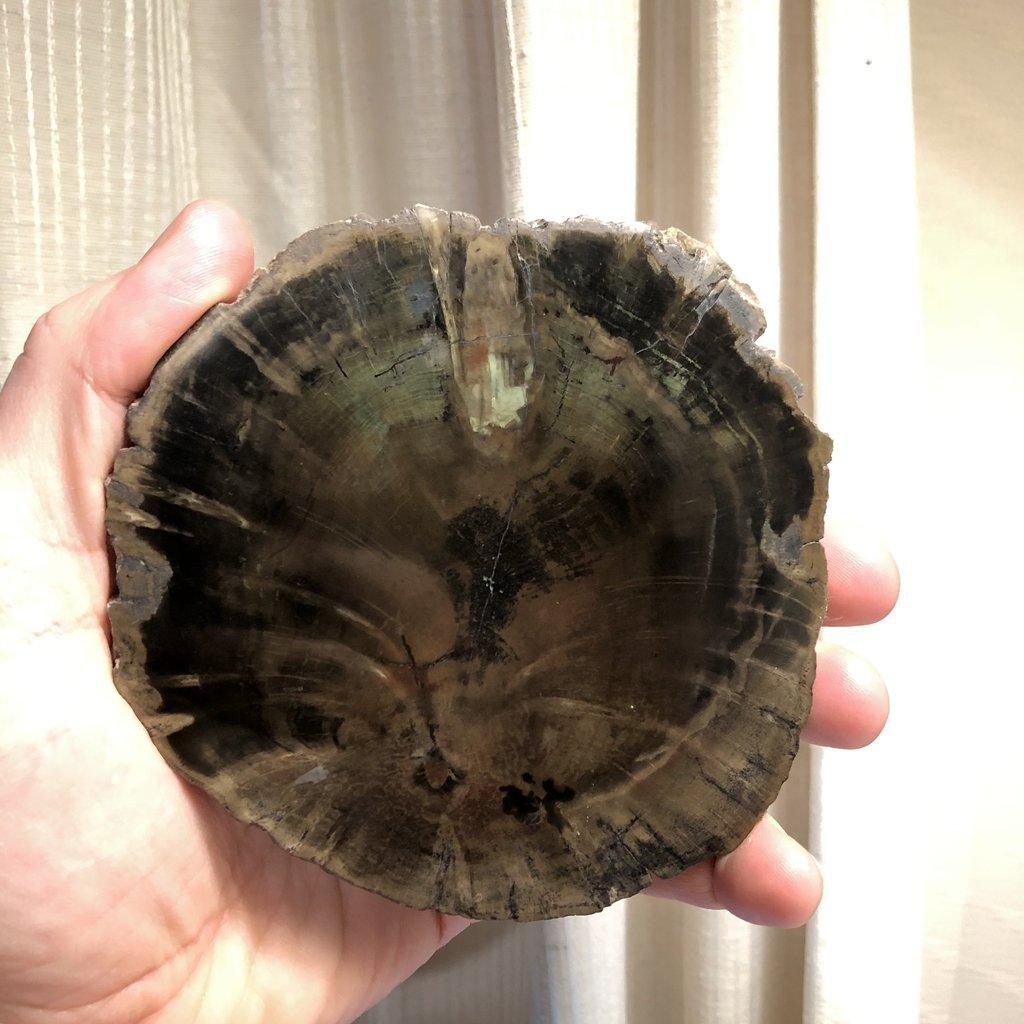 Petrified Wood Slice - Zimbabwe-ZimZan Gemstones